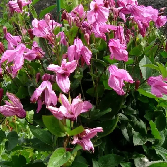 Клематис Аленушка, изображение 2