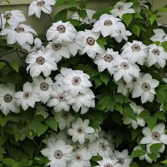 Клематис Мисс Батман, изображение 2