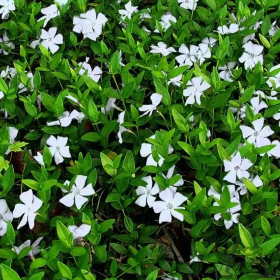 Барвинок малый Альба, изображение 2