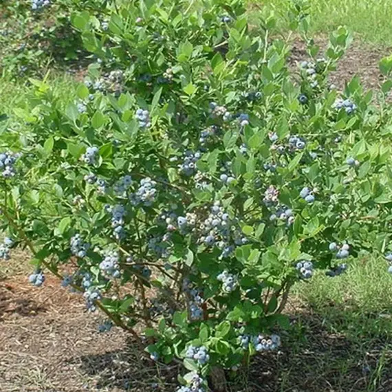 Голубика садовая Блю Свейд, изображение 2