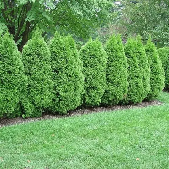 Туя западная Грин Эгг, изображение 2