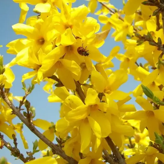 Форзиция промежуточная Уикэнд, изображение 2