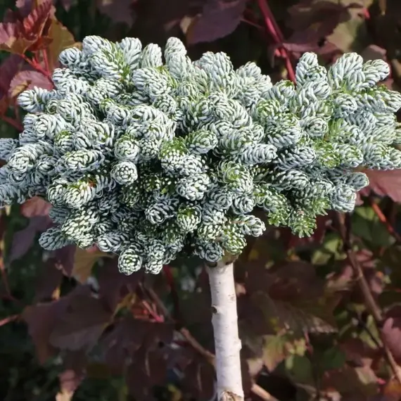 Пихта корейская Когоутс Айсбрекер, изображение 3