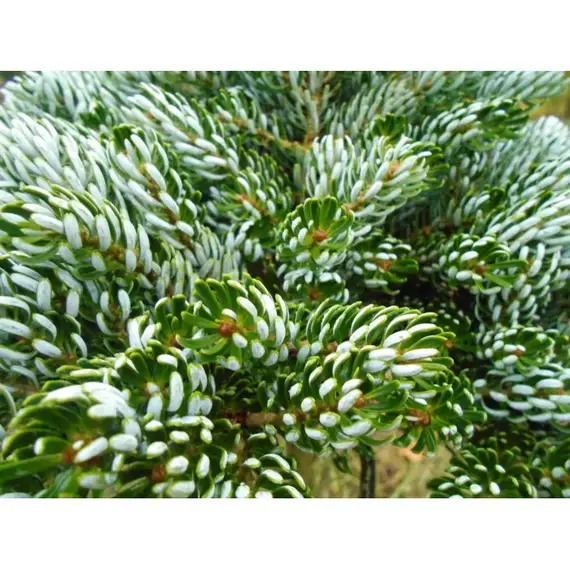 Пихта корейская Когоутс Айсбрекер, изображение 2