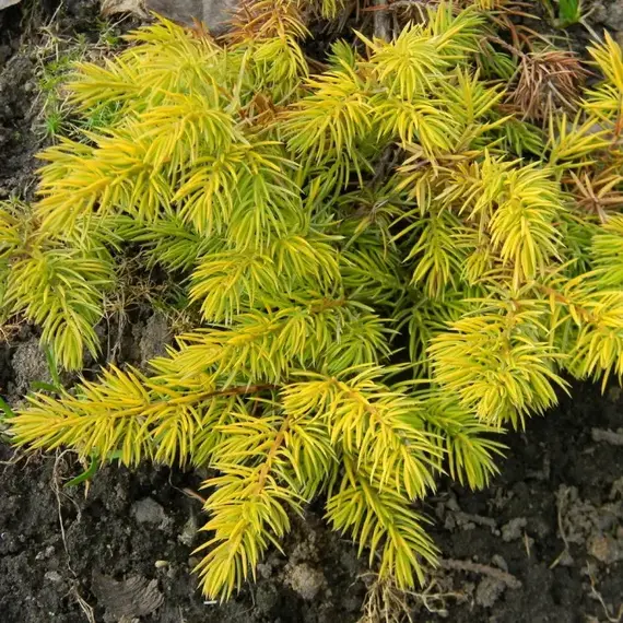 Можжевельник прибрежный Ол голд, изображение 2