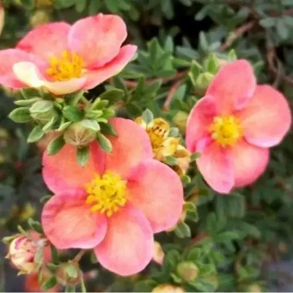 Лапчатка кустарниковая Гламур Герл, изображение 2