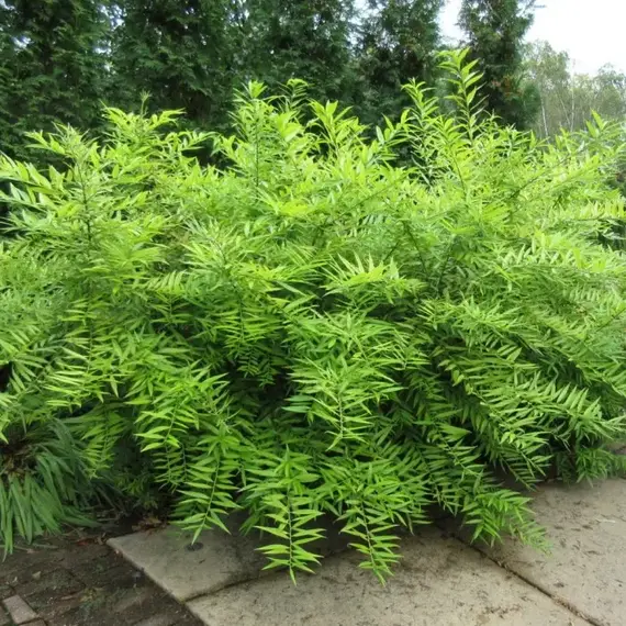 Ива удская, изображение 2