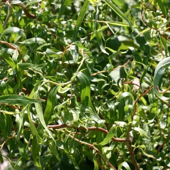 Ива извилистая Карадок, изображение 2