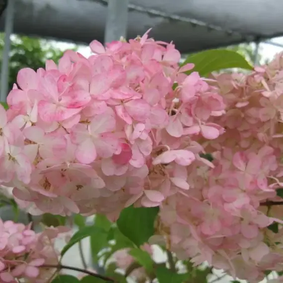 Гортензия метельчатая Перл де Отум, изображение 2