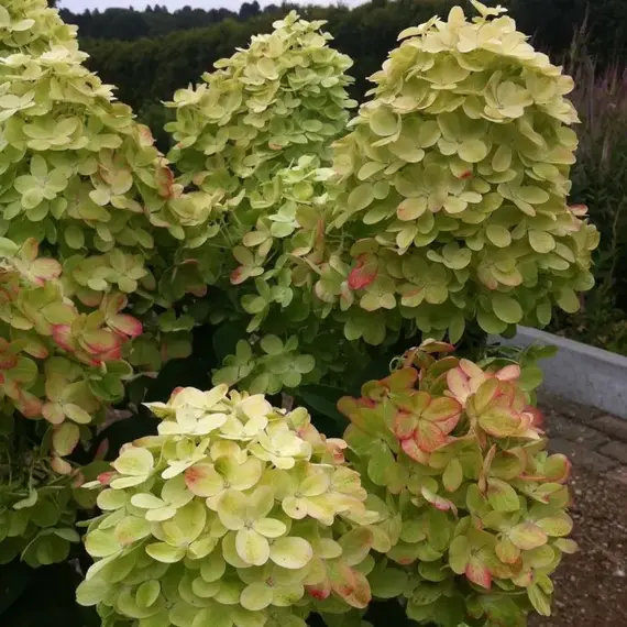 Гортензия метельчатая Граффити, изображение 3