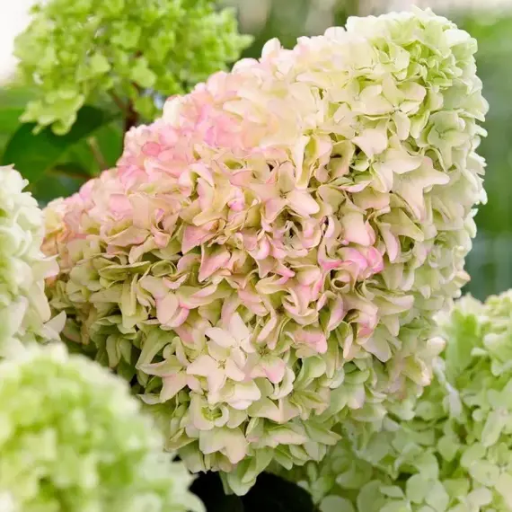 Гортензия метельчатая Литл Фреско, изображение 2