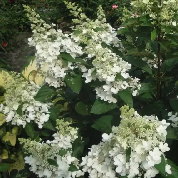 Гортензия метельчатая Октобер Брайд, изображение 2