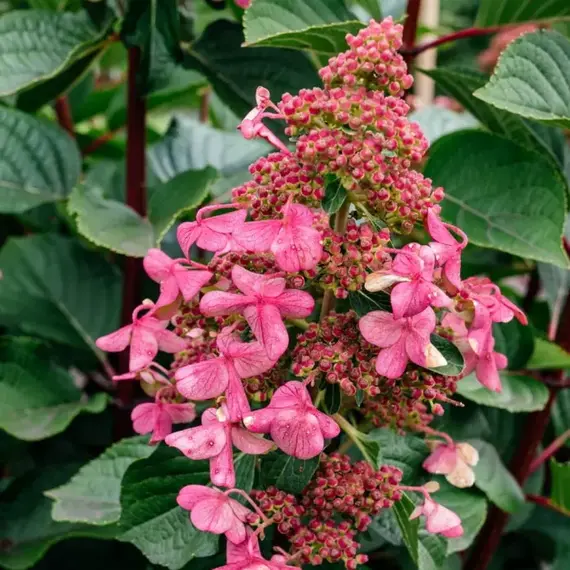 Гортензия метельчатая Инфинити, изображение 2