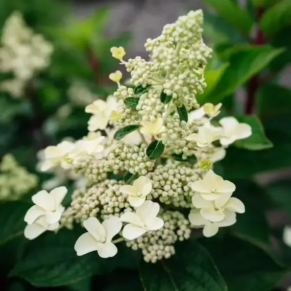 Гортензия метельчатая Инфинити, изображение 3