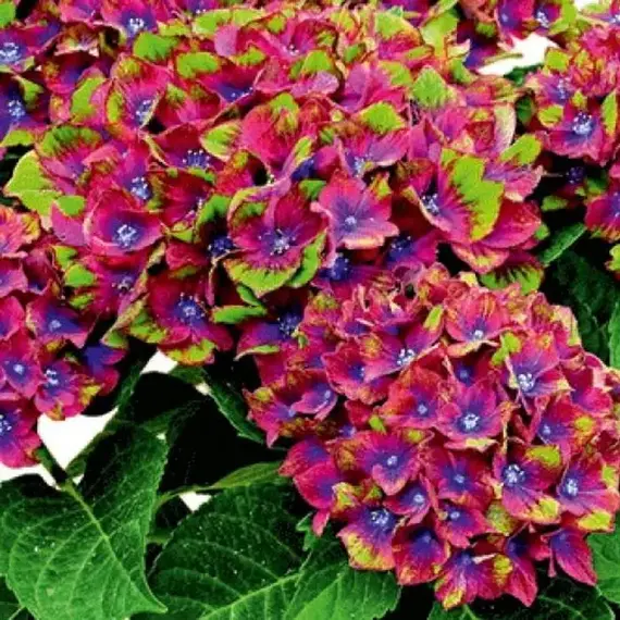 Гортензия крупнолистная Шлосс Вакербарт, изображение 2