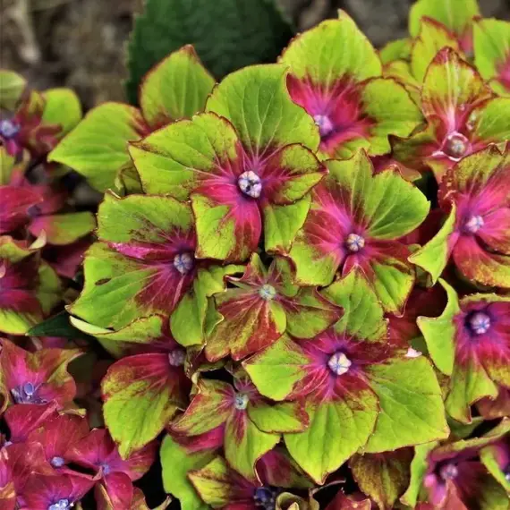 Гортензия крупнолистная Шлосс Вакербарт, изображение 3