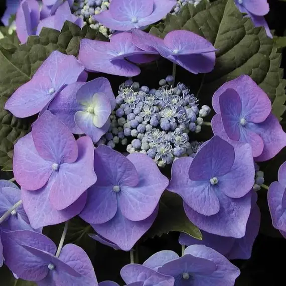 Гортензия крупнолистная Блаумайзе, изображение 2