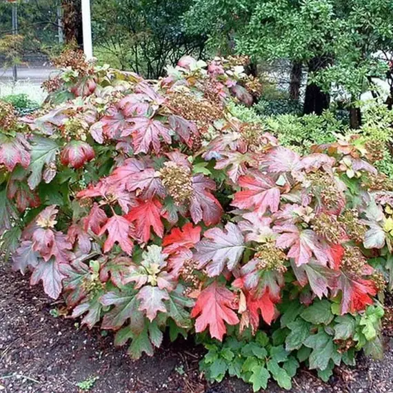 Гортензия дуболистная Сайкс Дварф, изображение 3
