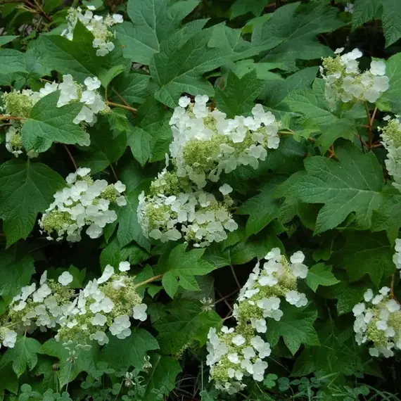 Гортензия дуболистная Сайкс Дварф, изображение 2