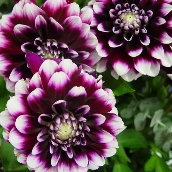 Георгина Райан Си, изображение 2