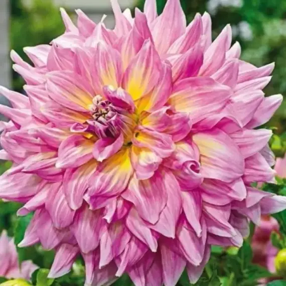 Георгина Строберри Айс, изображение 2