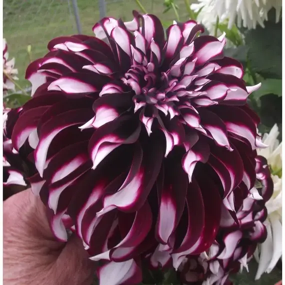 Георгина Тартан, изображение 2