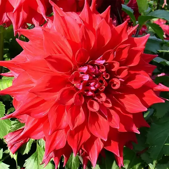 Георгина Барбаросса, изображение 2