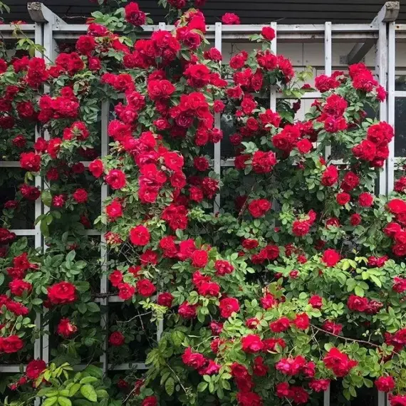 Роза Плетистая Фламментанц, изображение 2