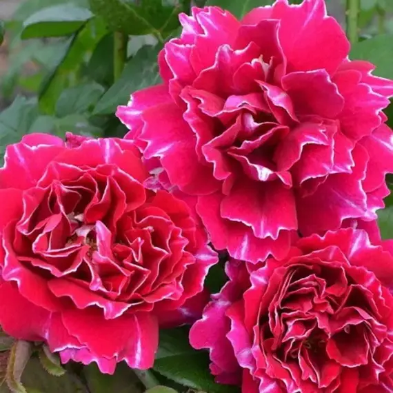 Роза Флорибунда Барон Жиро де Лен, изображение 2