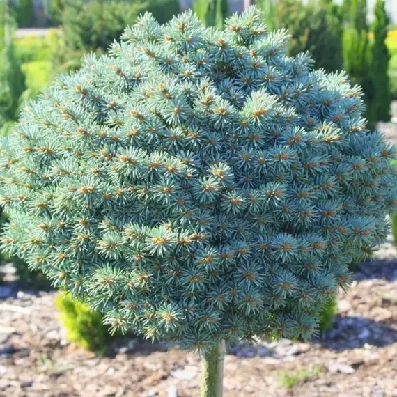 Ель колючая Блю Болл, изображение 2