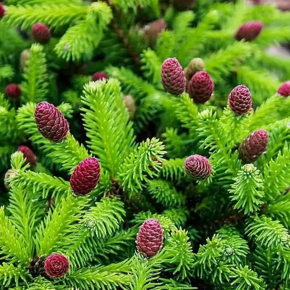 Ель обыкновенная Уайлд Строберри, изображение 2