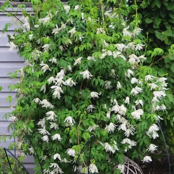 Клематис Вайт Свон (княжик), изображение 3