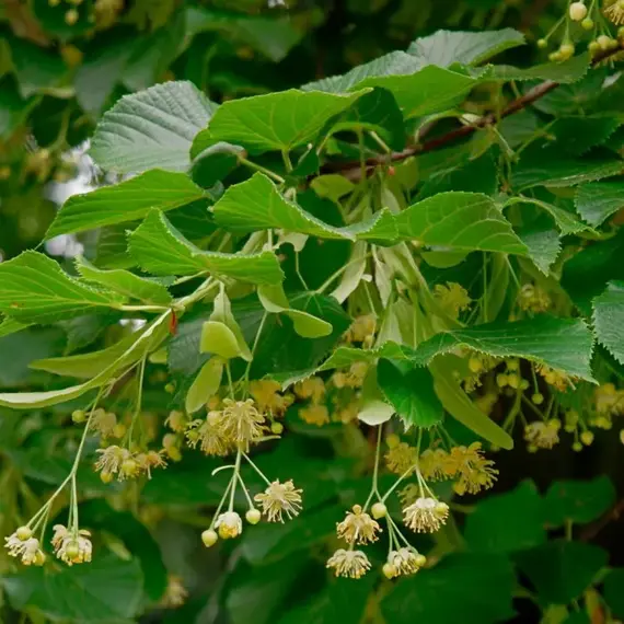 Липа мелколистная, изображение 2