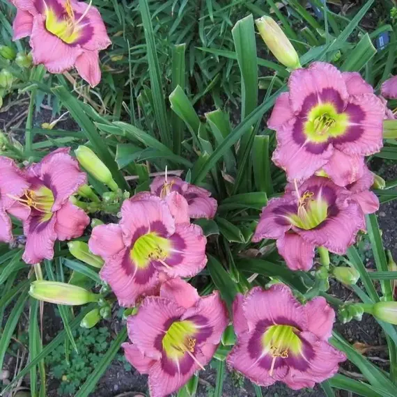 Лилейник Олвэйс Автенун, изображение 2