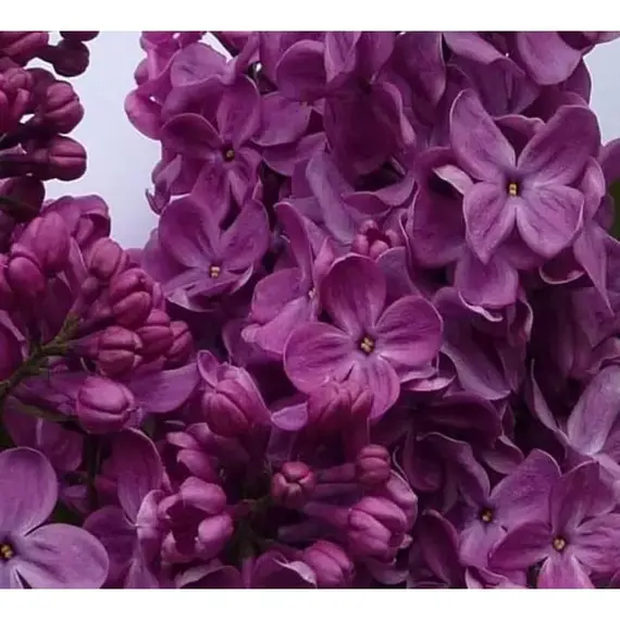 Сирень обыкновенная Маршал Соколовский, изображение 2