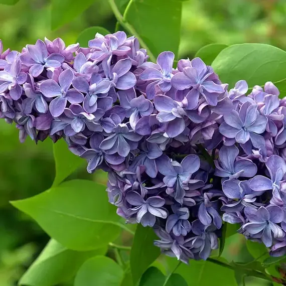 Сирень обыкновенная Виолетта, изображение 2