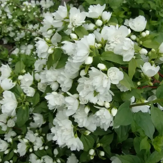 Чубушник Манто Д'Эрмин (Горностаевая Мантия), изображение 2