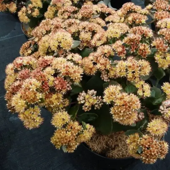 Пион молочноцветковый Ниппон Бьюти, изображение 2