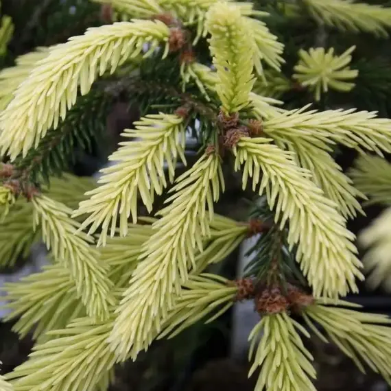 Ель обыкновенная Финедонензис, изображение 2