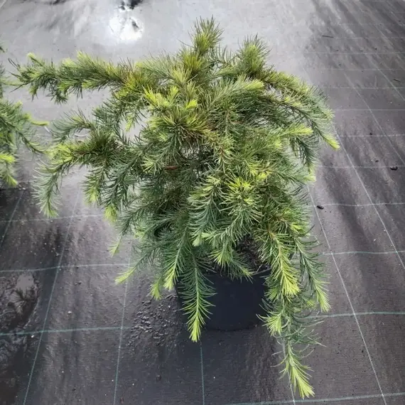 Лиственница Кемпфера Литтл Богл на штамбе, изображение 2