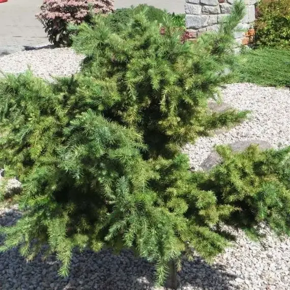 Лиственница Кемпфера Литтл Богл на штамбе, изображение 3