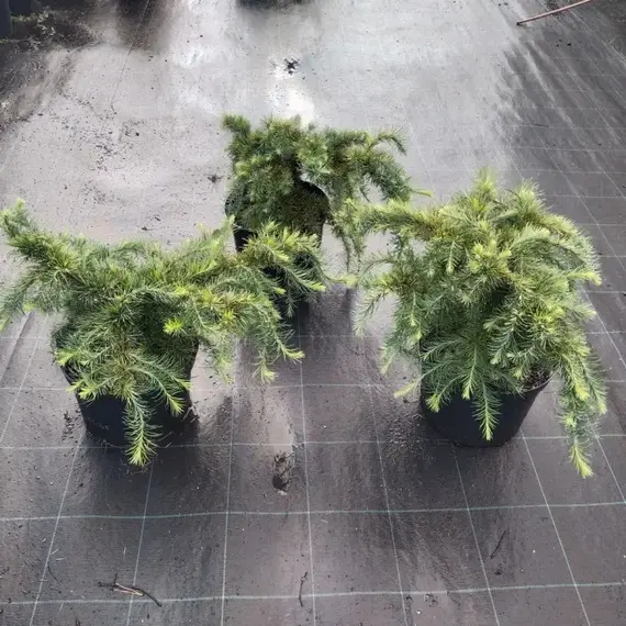 Лиственница Кемпфера Литтл Богл, изображение 2