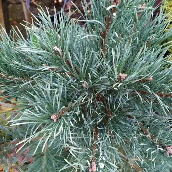 Сосна кедровая Глаука, изображение 2