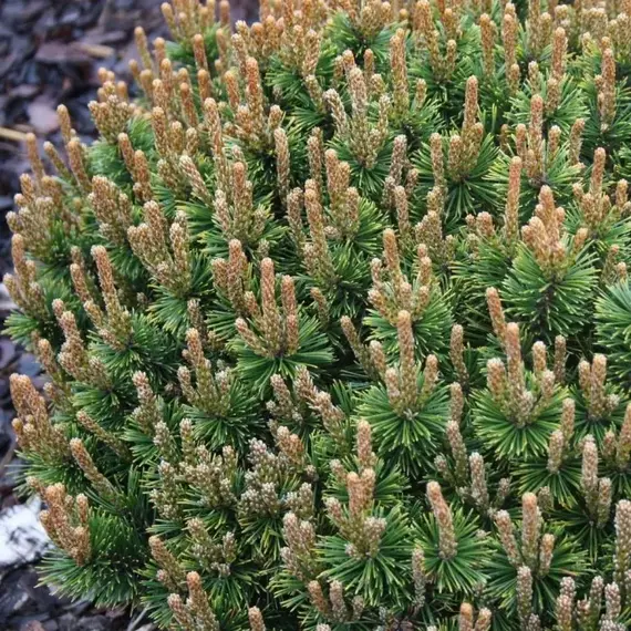 Сосна горная Клостерган, изображение 2