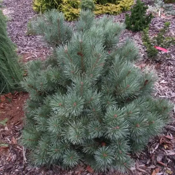 Сосна обыкновенная Чантри Блю, изображение 2