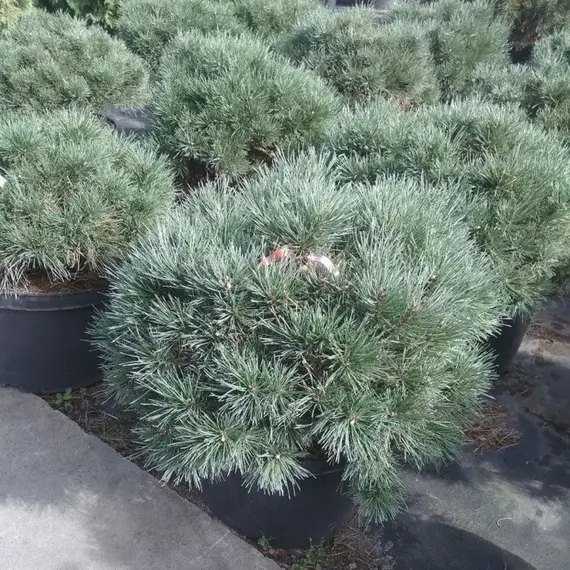 Сосна обыкновенная Чантри Блю, изображение 3