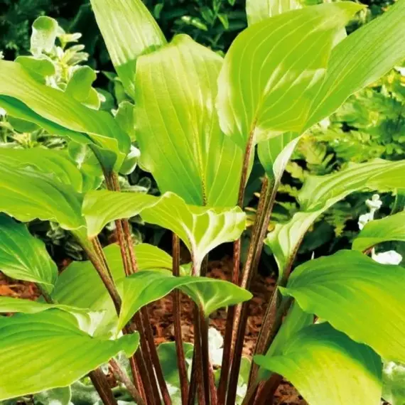 Хоста Гусберри Сандей, изображение 2