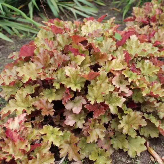 Гейхера Джинжер Пич, изображение 3