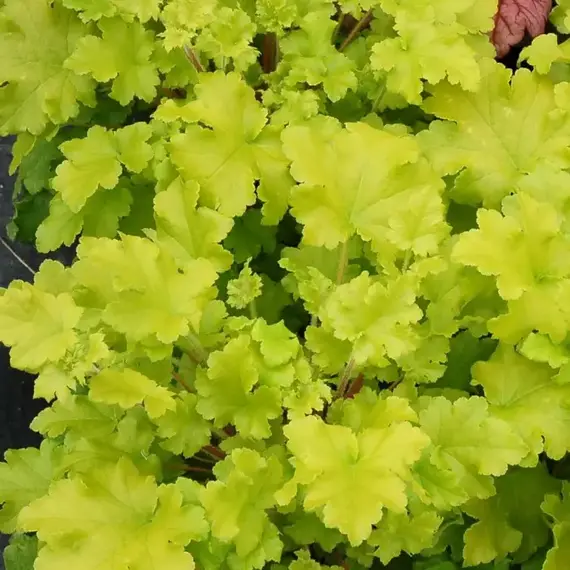 Гейхера Лайм Мармелад, изображение 2