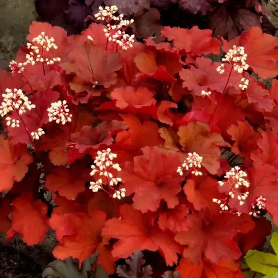 Гейхера Рио, изображение 2